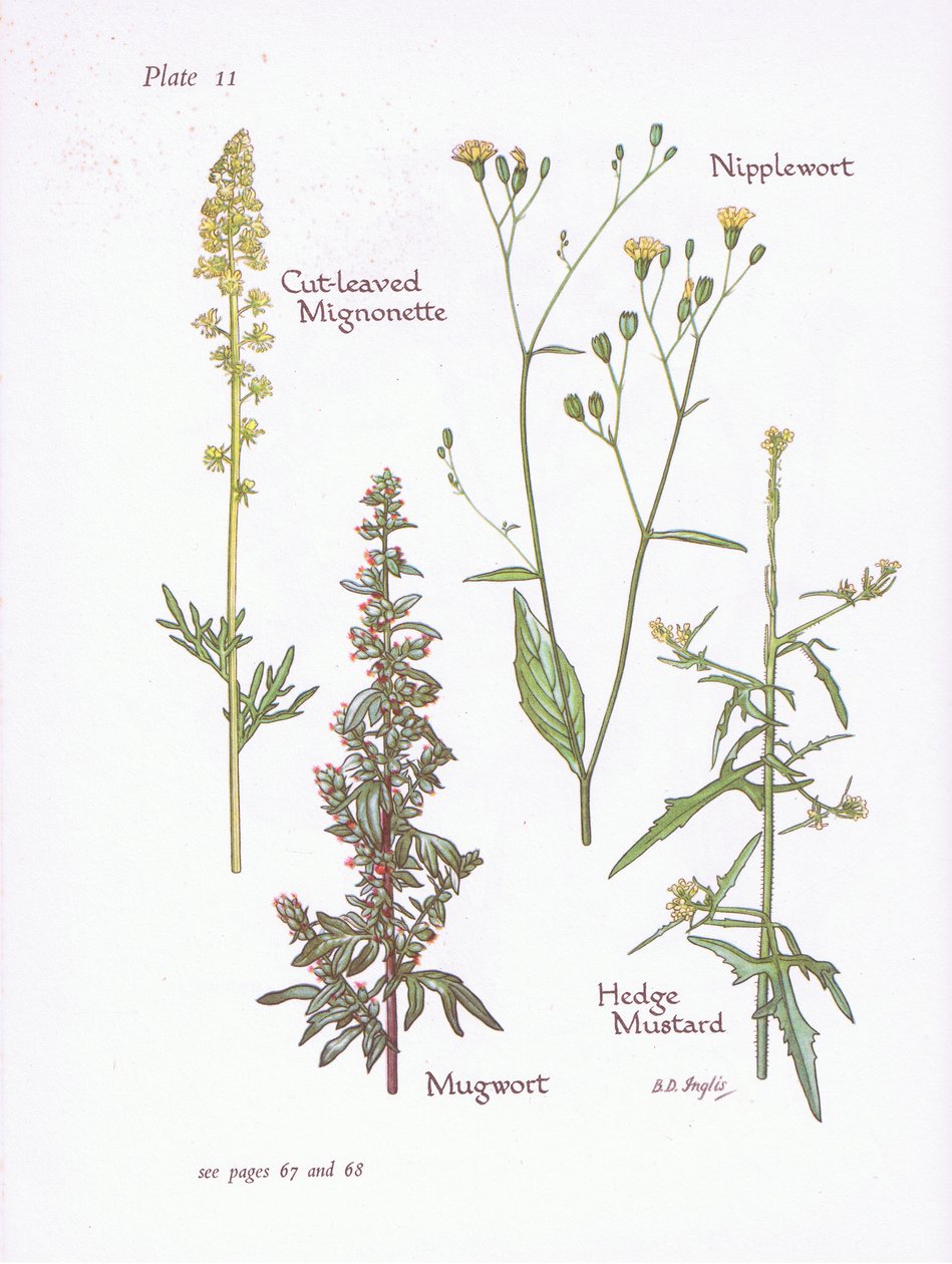 Schlitzblättriger Mignonette, Beifuß, Nippelwurz, Hecken-Senf von Bessie D. Inglis