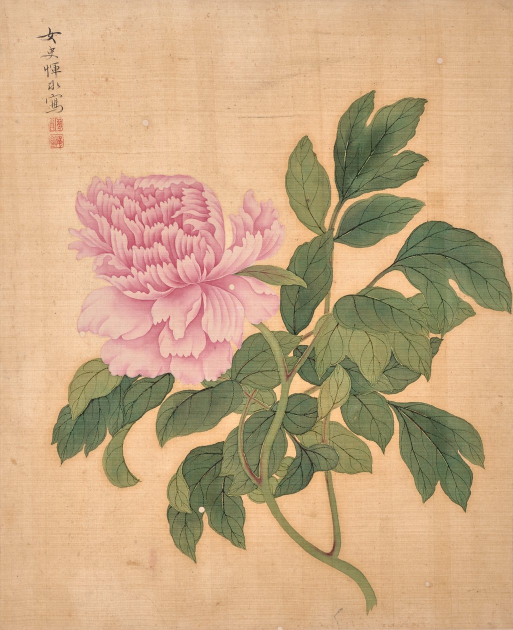 Pfingstrose aus dem Album der Blumen von Bing Yun