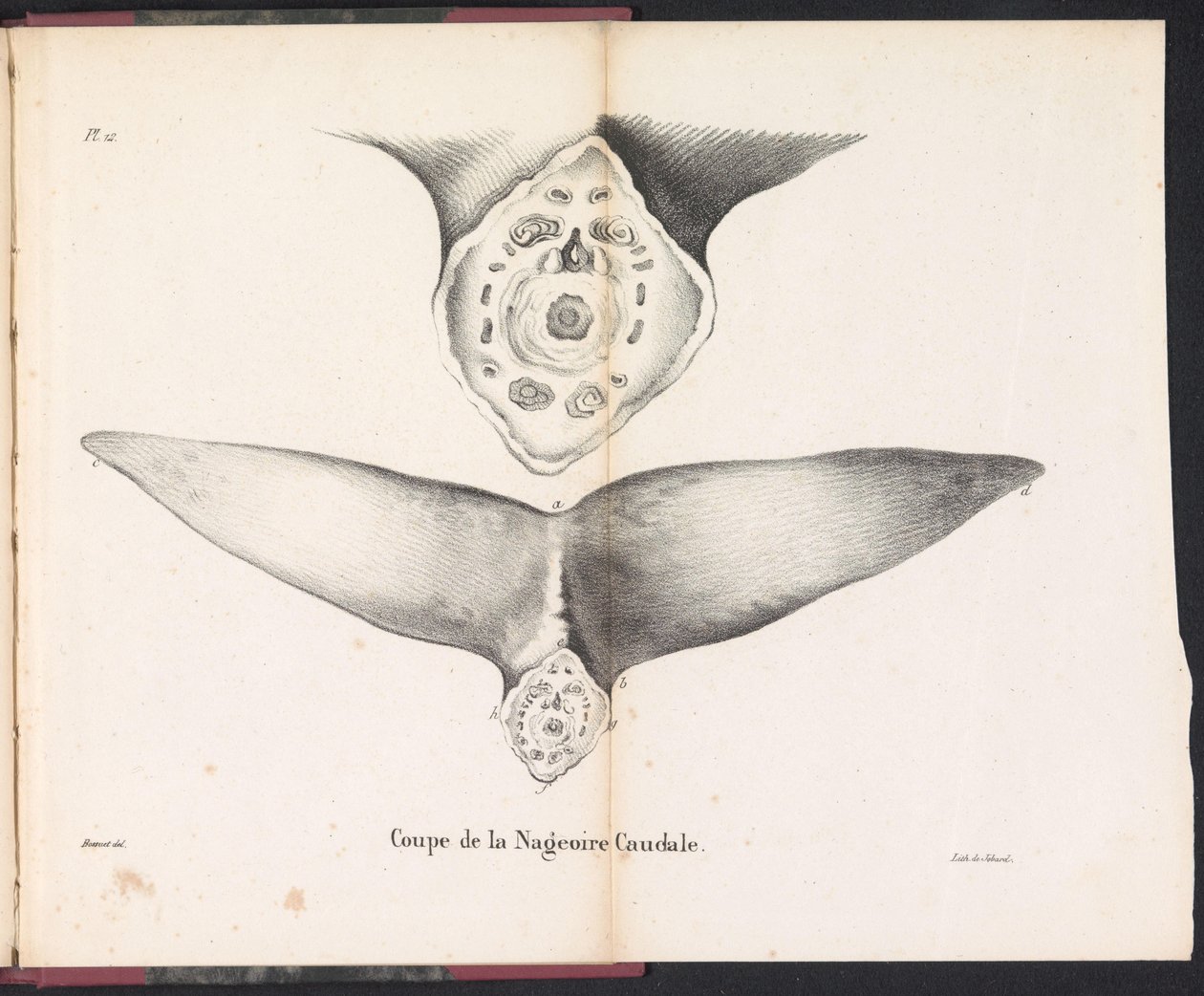 Querschnitt der Schwanzflosse des Wals, 1827 von Bossuet