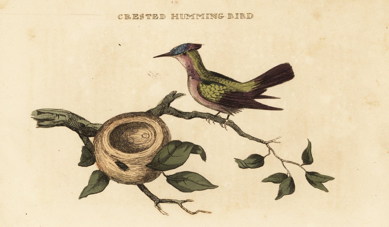 Antillen-Kammkolibri, Orthorhyncus cristatus von British School