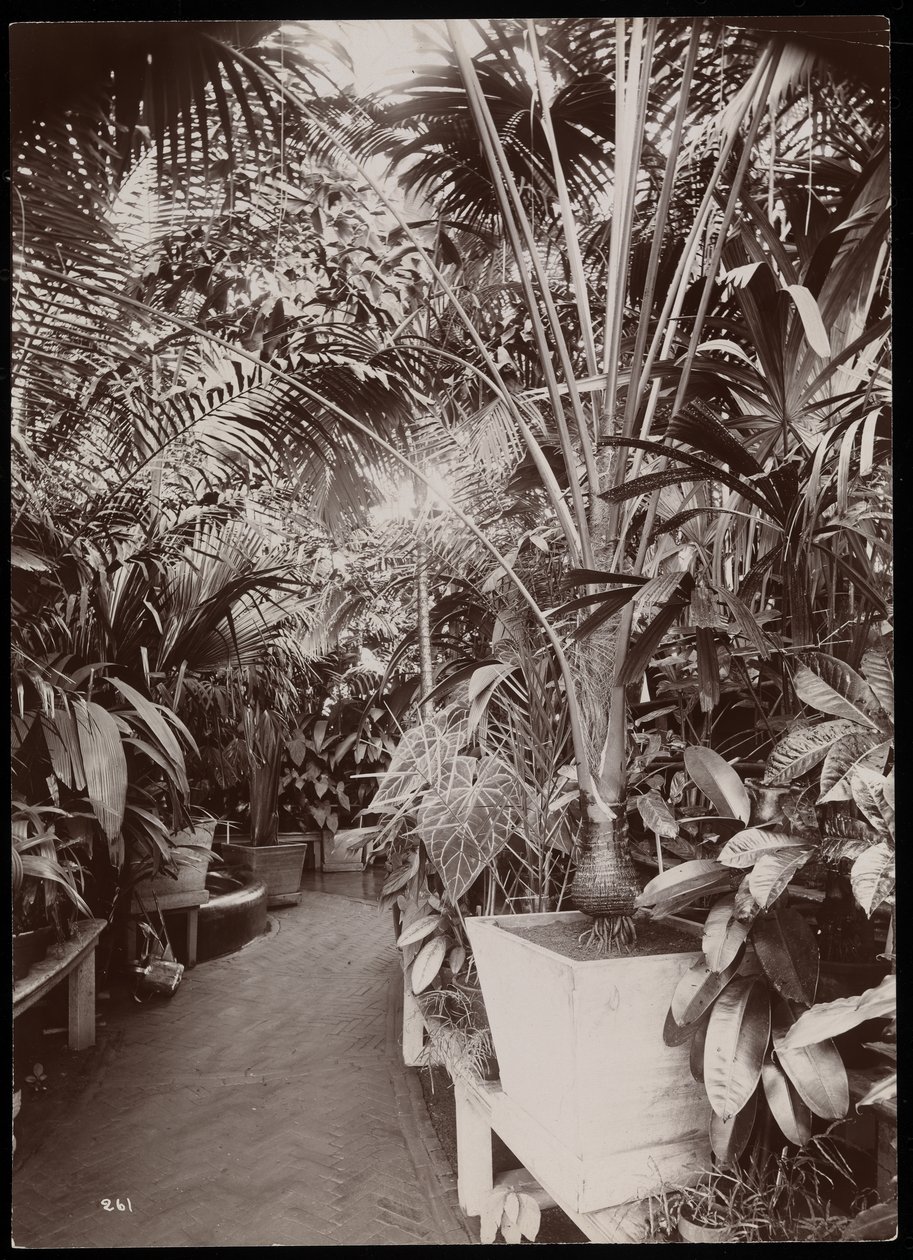 Pflanzen in einem Gewächshaus auf dem Helen Gould Anwesen in Tarrytown, New York von Byron Company