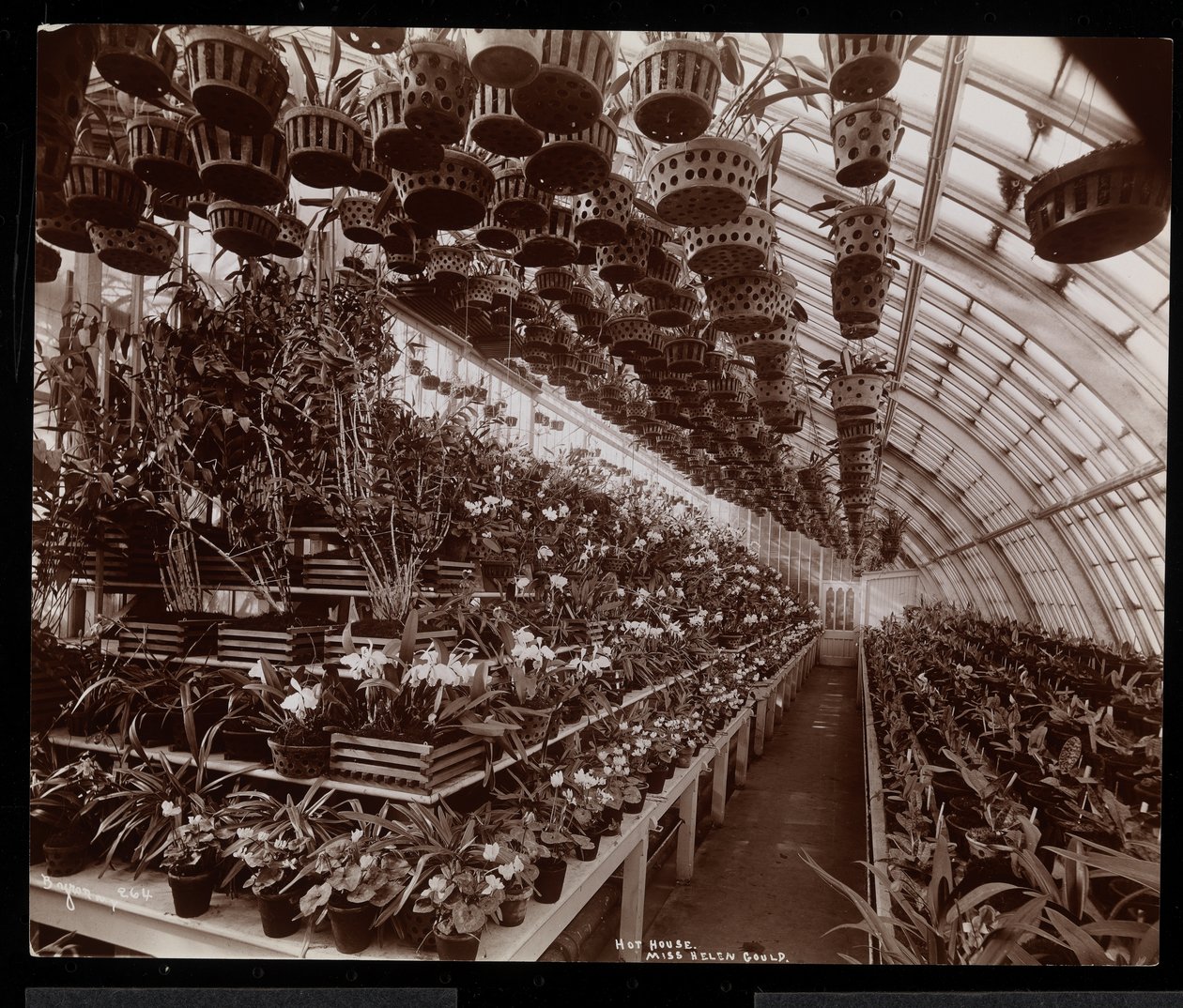 Orchideen in einem Gewächshaus auf dem Helen Gould Anwesen (ehemalige Jay Gould Residenz) in Tarrytown, New York, 1894 von Byron Company