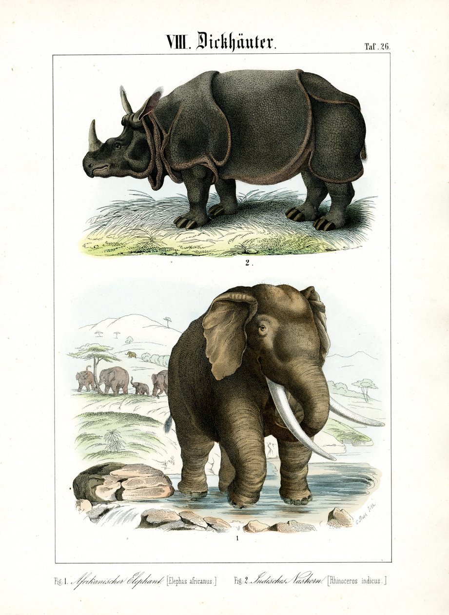 Afrikanischer Elefant und Indisches Nashorn von C. Roth