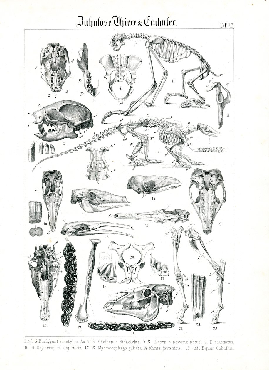 Anatomische Illustration von Zahnarmen und Pferden von C. Roth