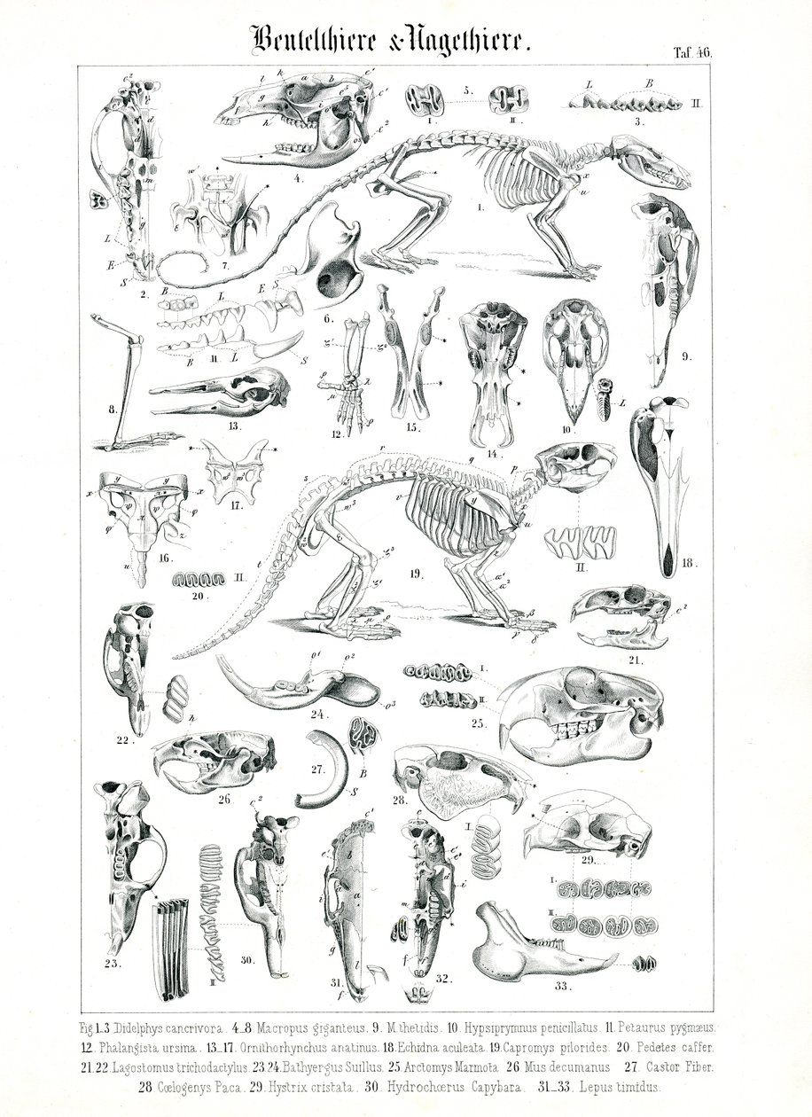 Anatomische Illustration von Beuteltieren und Nagetieren von C. Roth