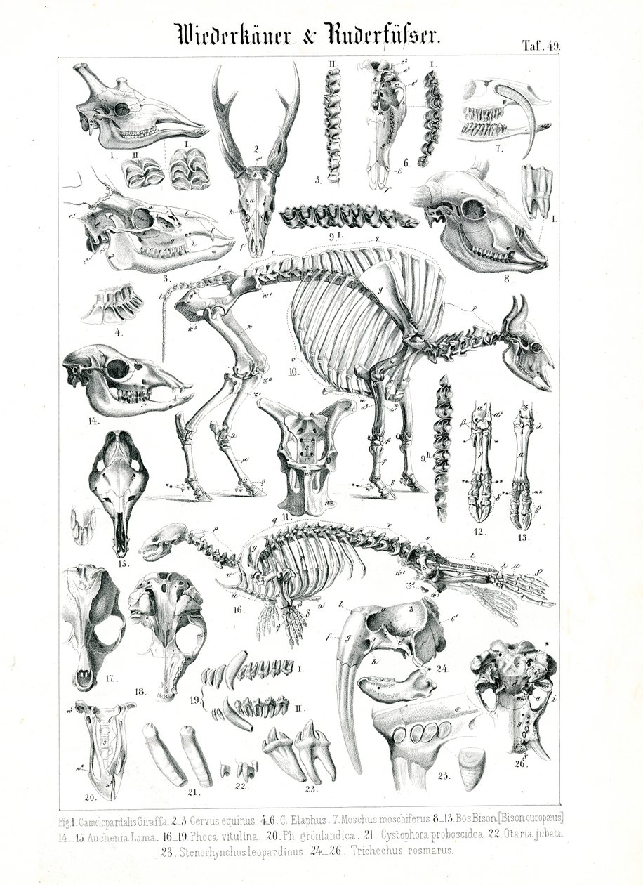 Anatomische Illustration von Wiederkäuern und Robben von C. Roth