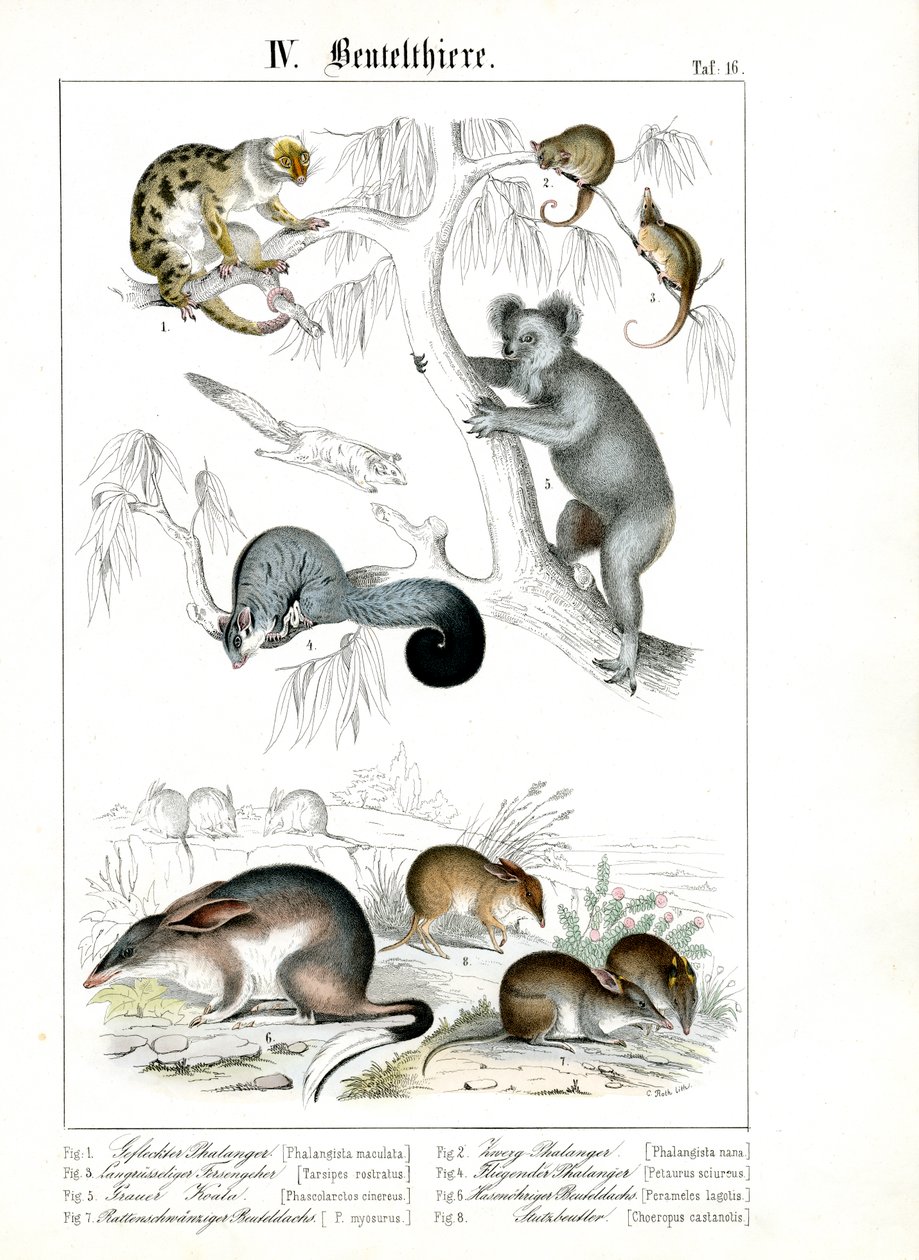 Australische Beuteltiere in ihrem natürlichen Lebensraum von C. Roth