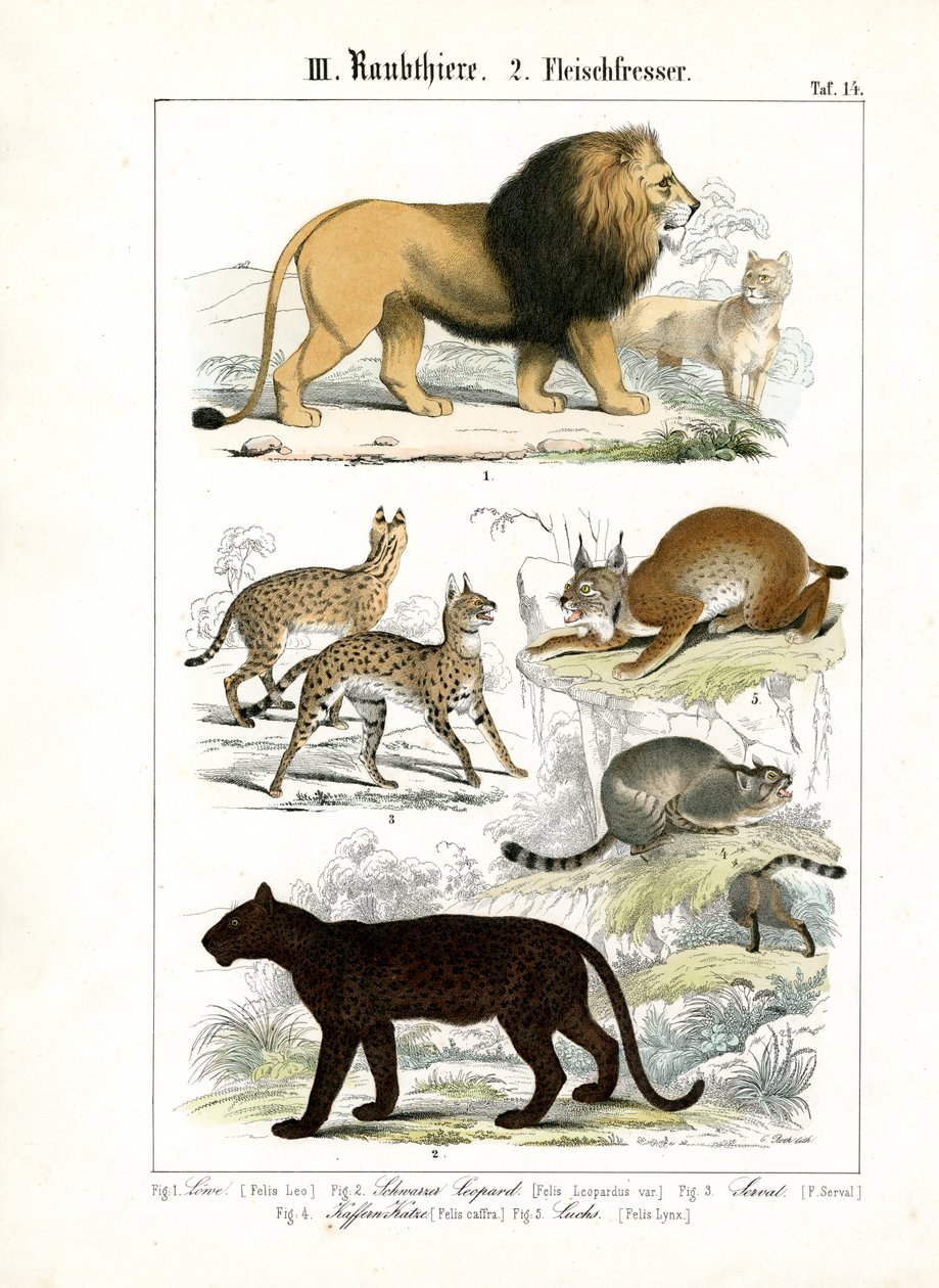 Große Katzen und kleine Katzenarten von C. Roth