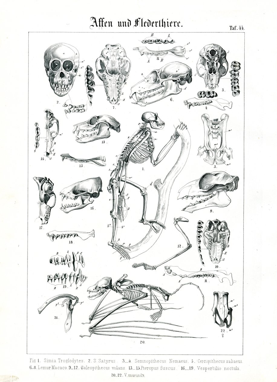 Vergleichende Anatomie von Primaten und Fledermäusen von C. Roth