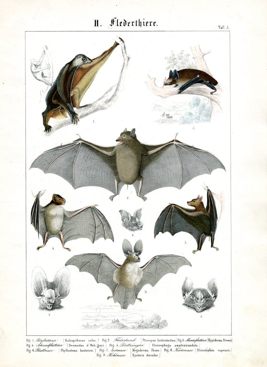 Verschiedene Fledermausarten von C. Roth