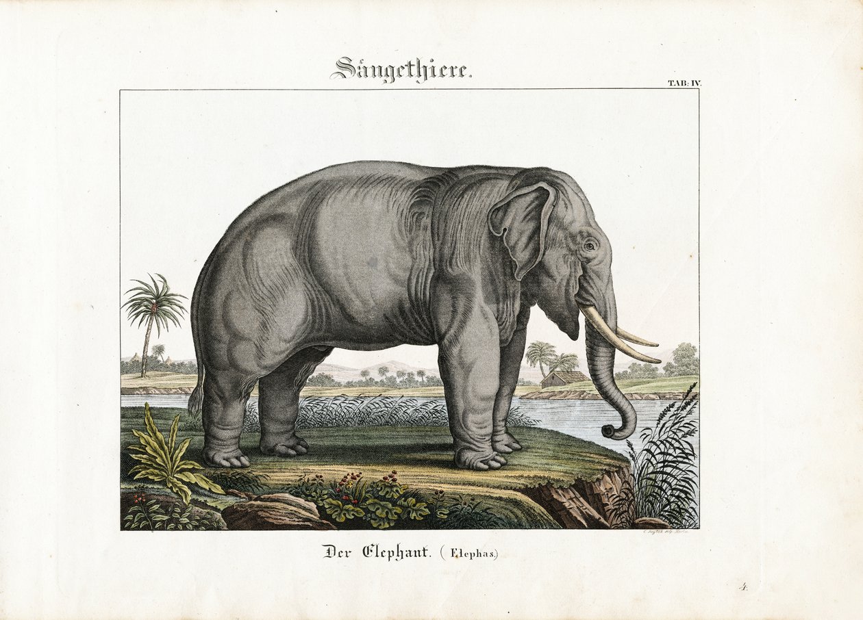 Afrikanischer Elefant von C. Steglich