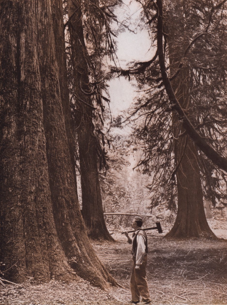 Douglasien, British Columbia, Kanada von Canadian Photographer