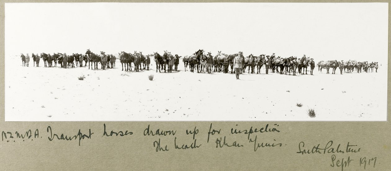 N.Z.M.F.A. Transportpferde zur Inspektion am Strand aufgestellt, Khan Yunis, September 1917 von Capt. Arthur Rhodes
