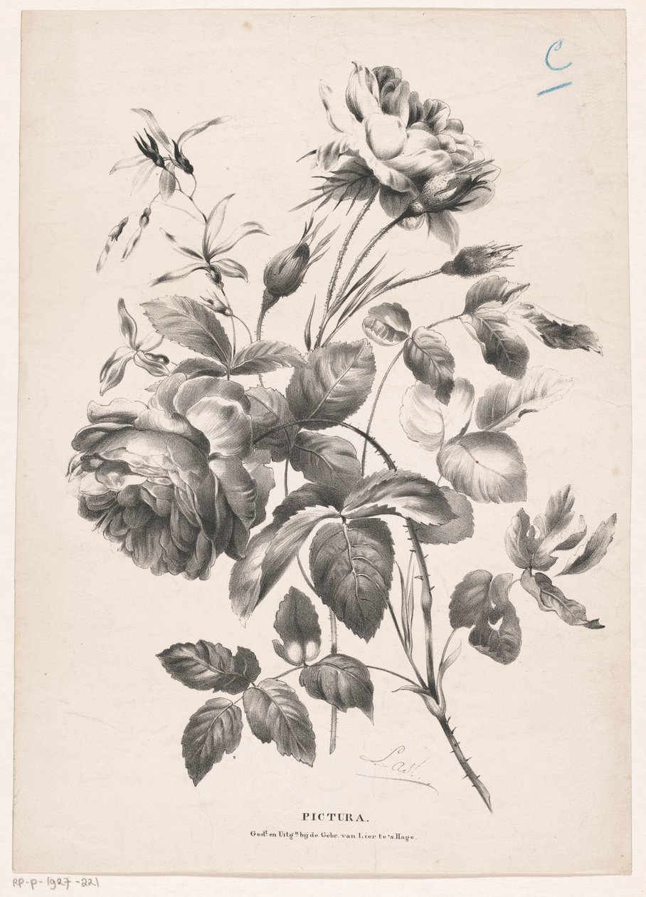 Zwei Rosen von Carel Christiaan Antony Last