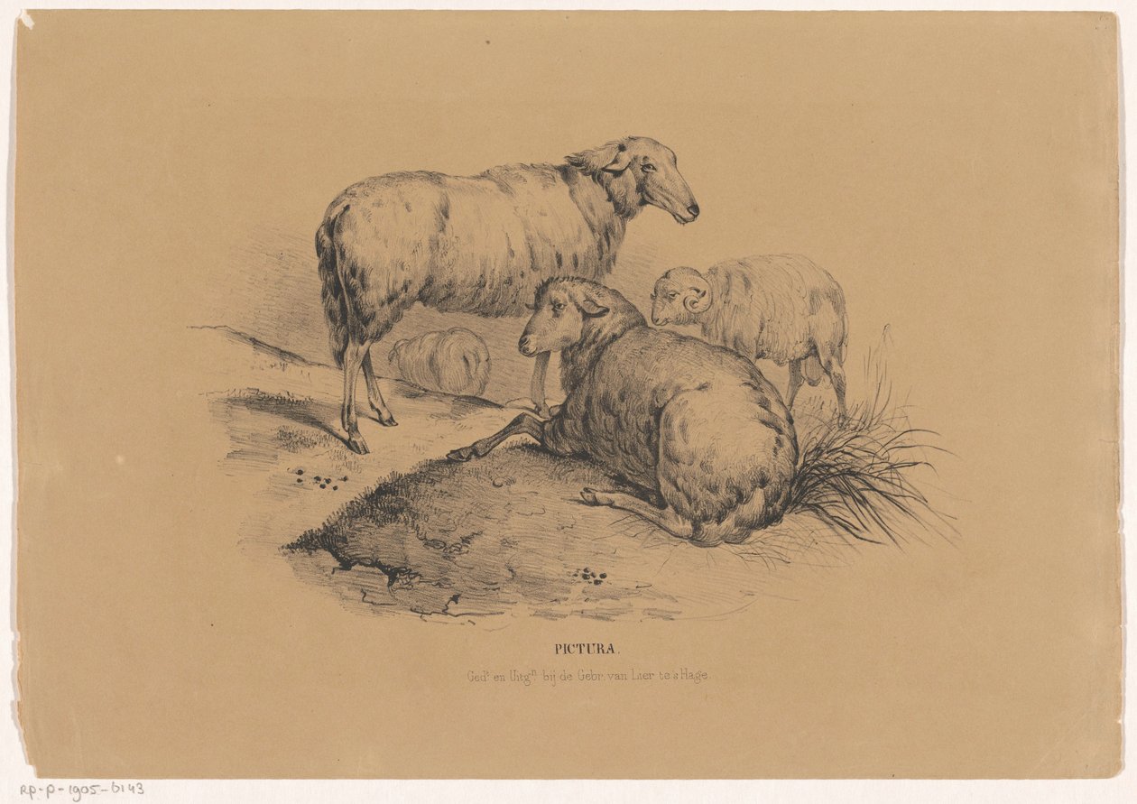 Vier Schafe von Carel Christiaan Antony Last
