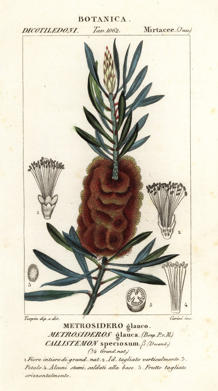 Albany-Flaschenbürste, Callistemon speciosus von Carini Carini