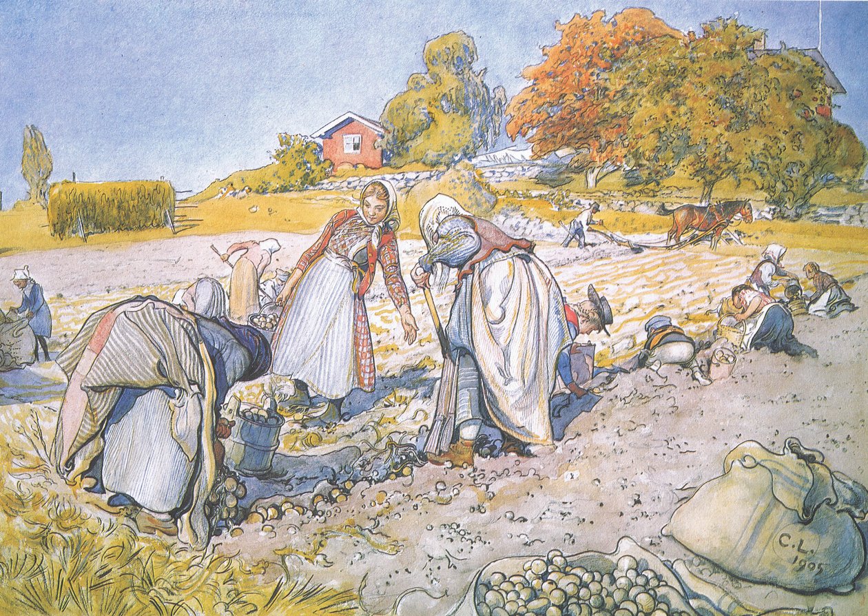 Die Kinder füllten die Eimer und Körbe mit Kartoffeln von Carl Larsson