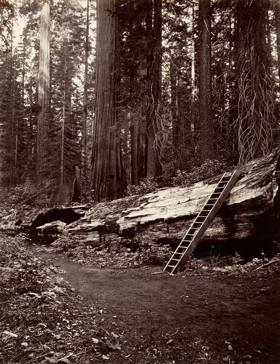 Vater des Waldes, 1865-66, gedruckt ca. 1876 von Carleton Emmons Watkins