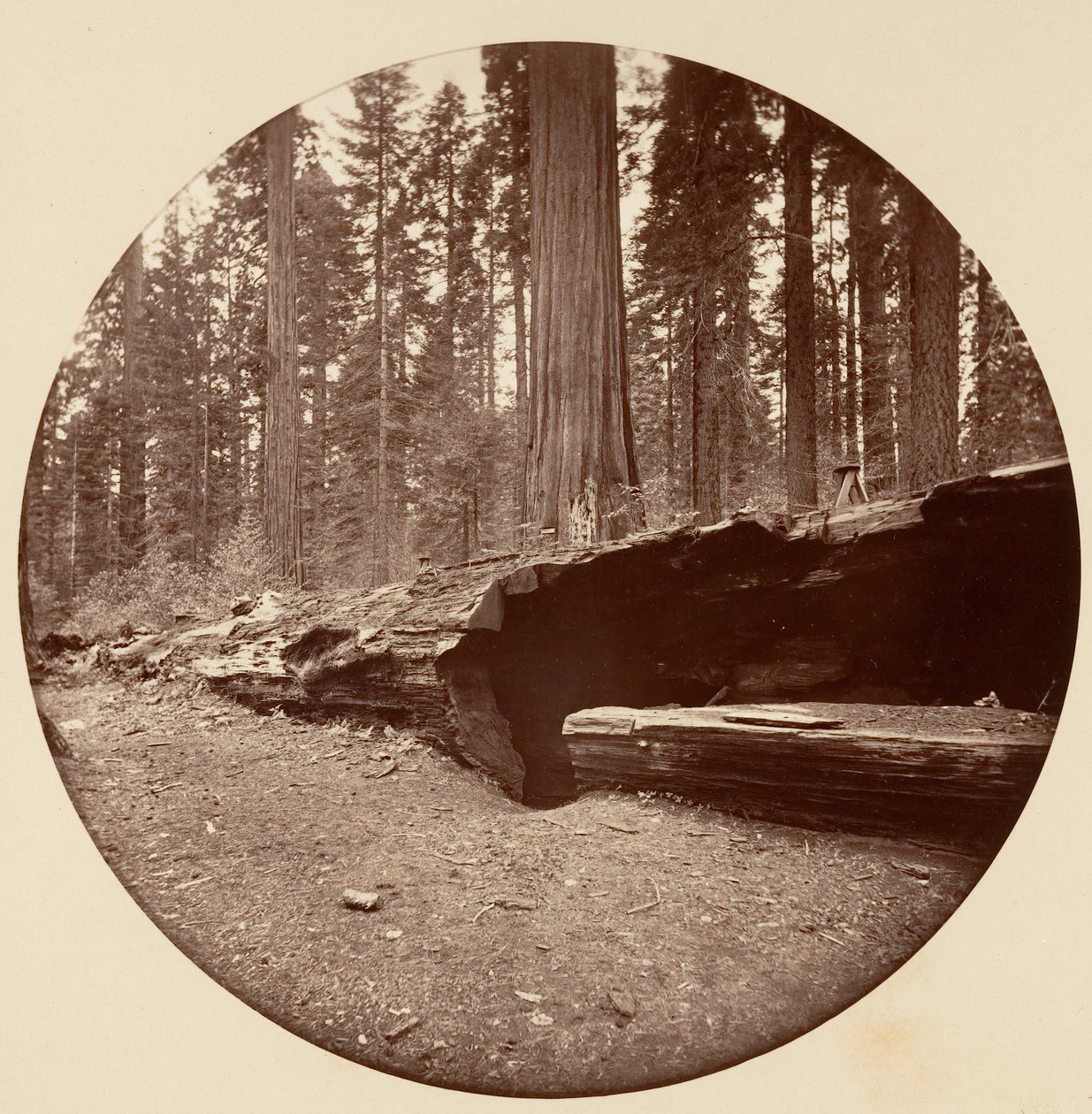 Mammoth Three Grove Hotel, Calaveras Co von Carleton Emmons Watkins