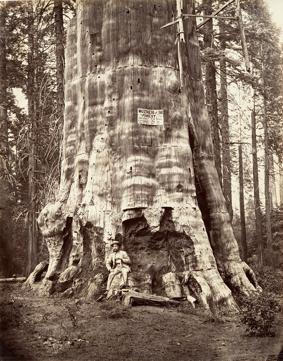 Mutter des Waldes, 1865-66, gedruckt ca. 1876 von Carleton Emmons Watkins