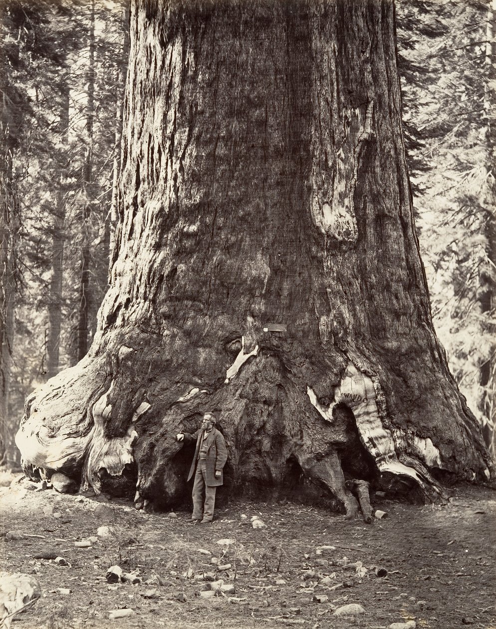 Abschnitt des Grizzly Giant, 101 Fuß Umfang von Carleton Emmons Watkins