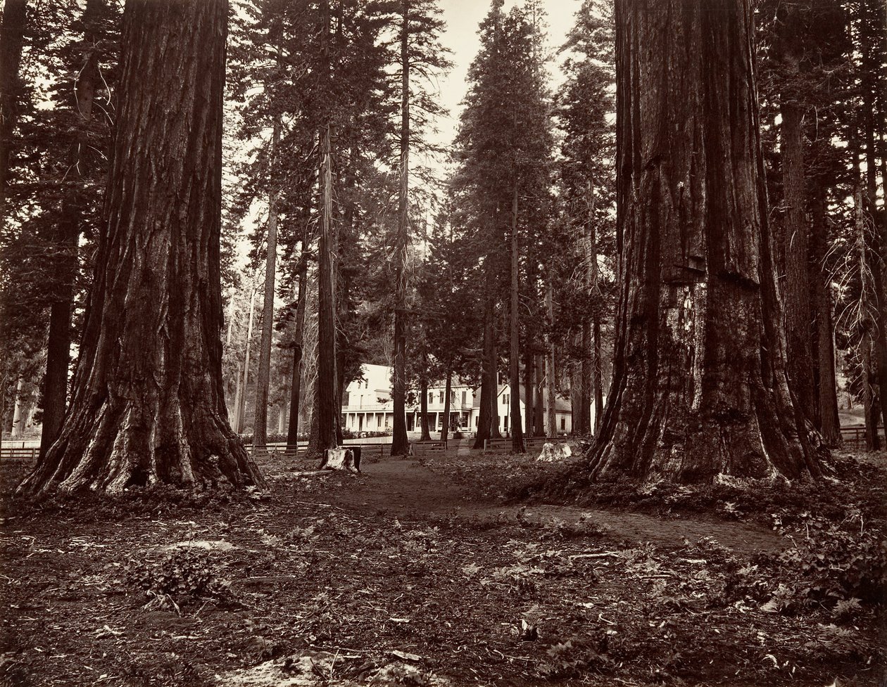 Das Hotel von Mammoth Grove von Carleton Emmons Watkins