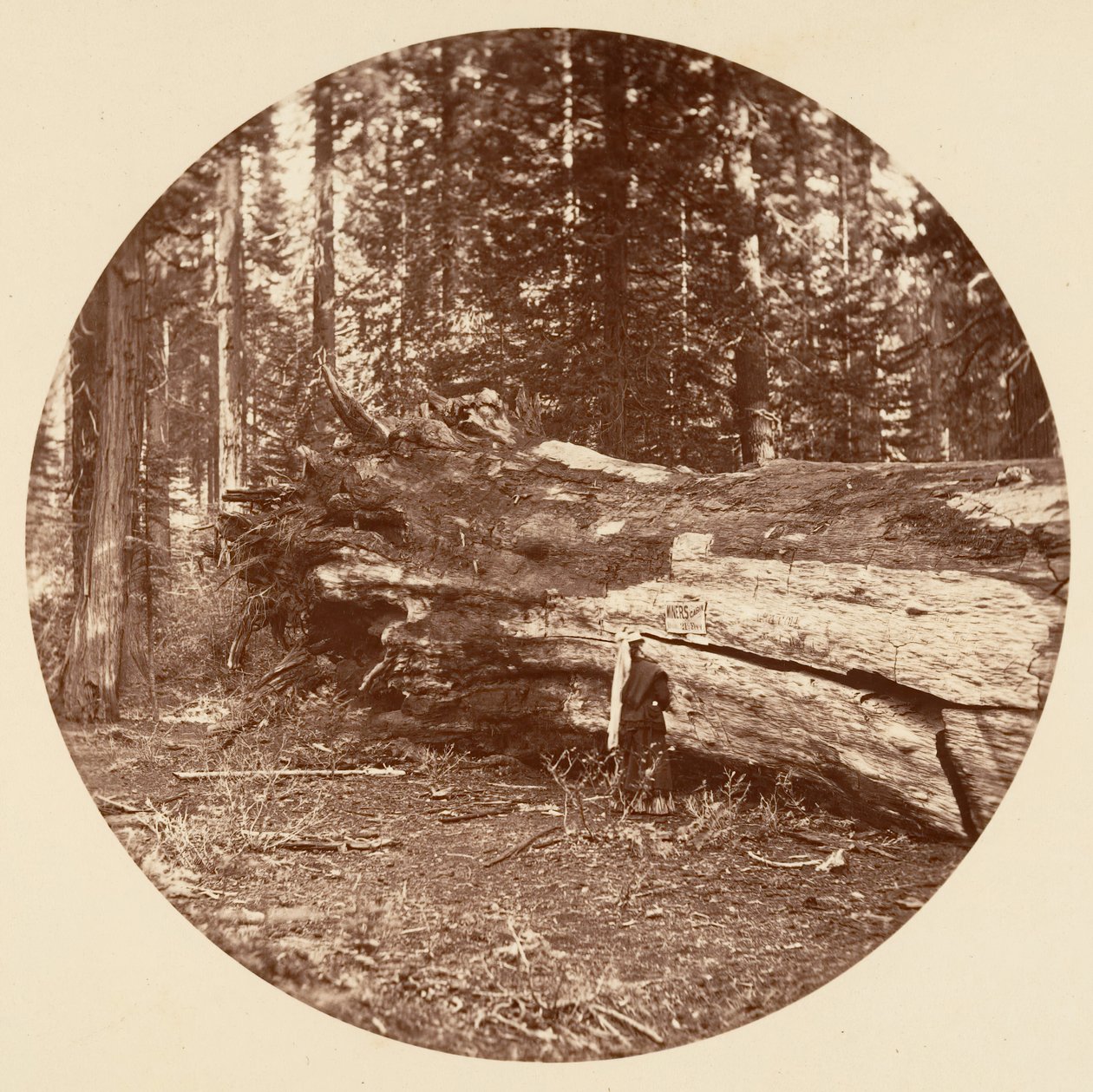 Die Hütte der Bergleute - Calaveras Grove von Carleton Emmons Watkins
