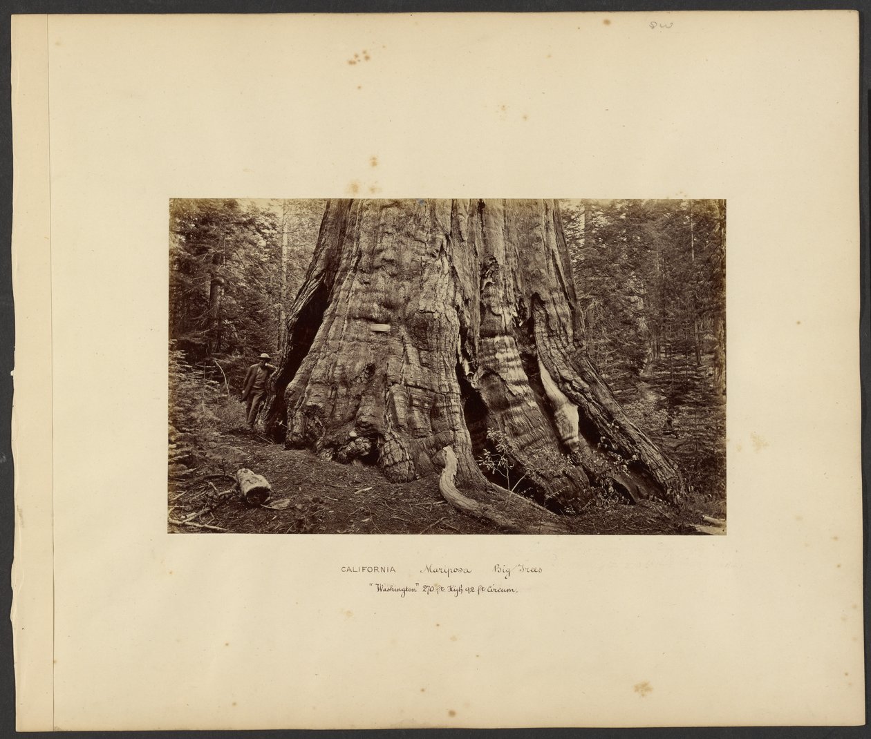 [Kalifornien - Mariposa Big Trees, "Washington" 270 ft. hoch, 92 ft. Umfang] von Carleton Watkins