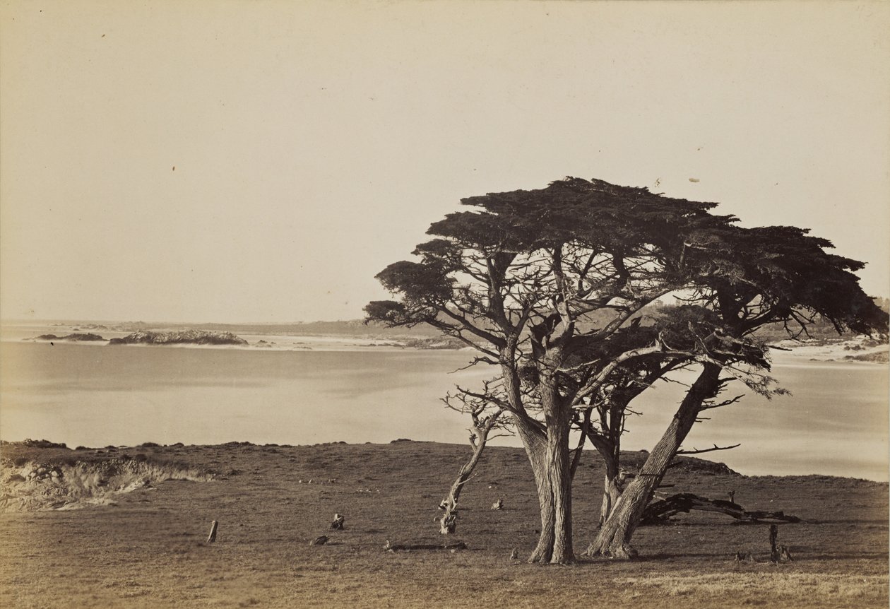 [Küstenansicht in der Nähe von Monterey] von Carleton Watkins