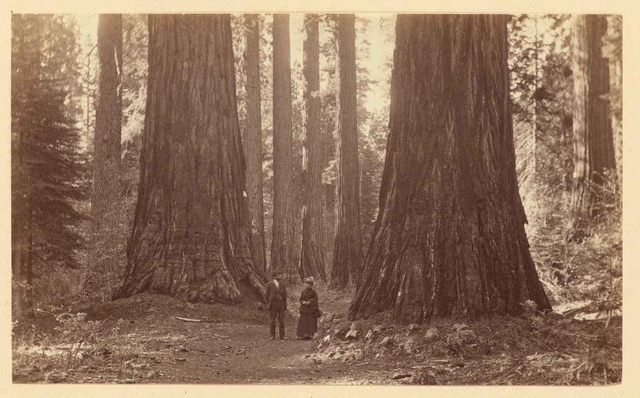 [Die drei Grazien Calaveras Grove] von Carleton Watkins