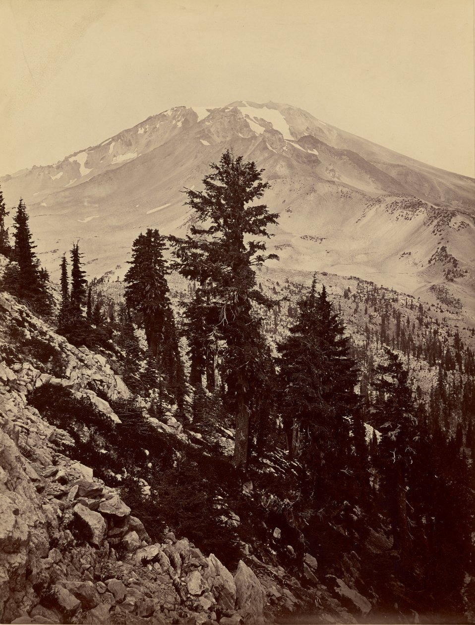 [Williamsonii, Mt. Shasta] von Carleton Watkins