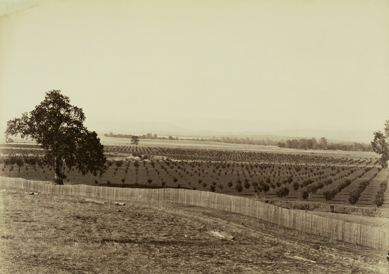 [Junger Obstgarten, Palermo, Butte County] von Carleton Watkins