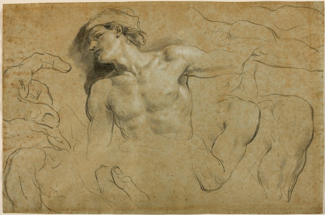 Studien von Händen, Schultern und einem Bein von Carlo Cignani