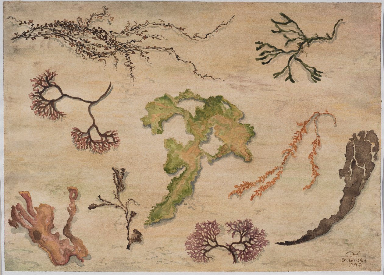 Seetang, 1992 von Carolyn Hubbard Ford