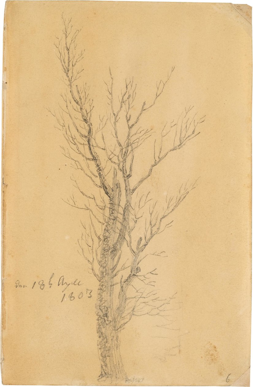 Baumstudie von Caspar David Friedrich