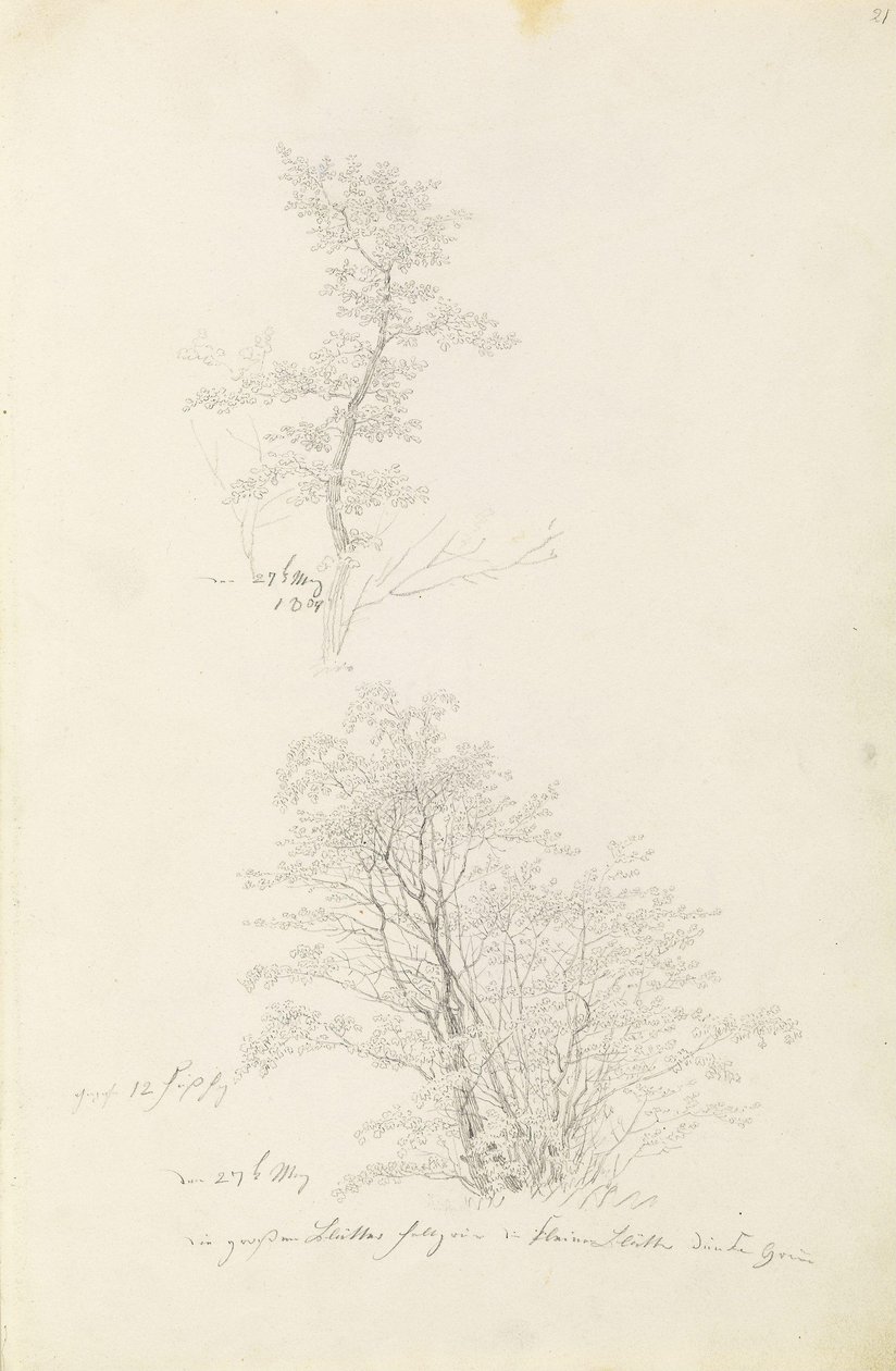 Gruppe junger Bäume von Caspar David Friedrich