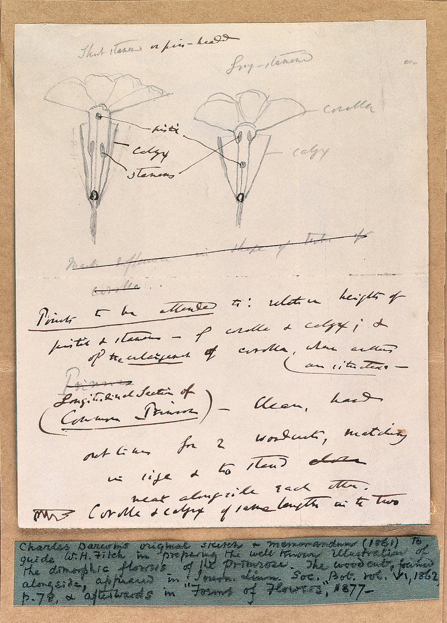 Autographische Skizze der dimorphen Blüten der Primel, 1861 von Charles Darwin