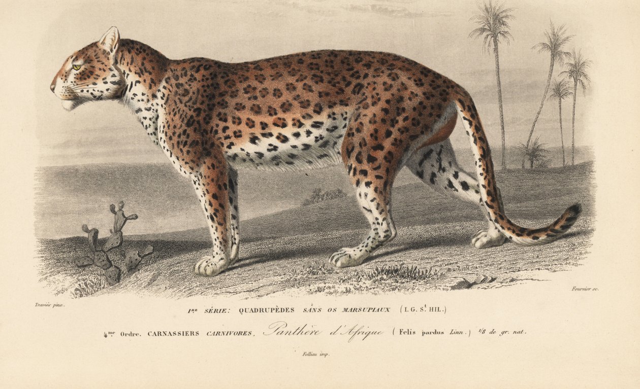 Leopard, aus 'Dictionnaire Universel d'Histoire Naturelle' von Mr ...