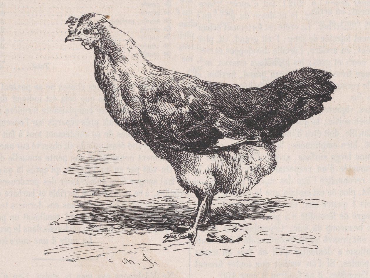 Französische gewöhnliche Henne, schlechte Legerin, aus Magasin Pittoresque von Charles Emile Jacque