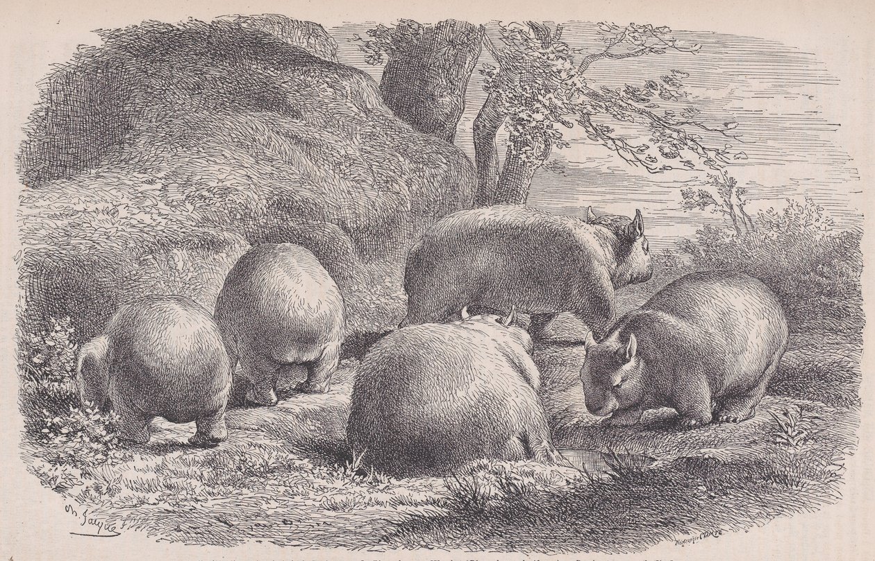 Der Wombat, aus Le Magasin Pittoresque, ca. 1852 von Charles Emile Jacque