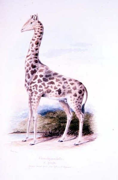 Giraffe von James Edwin Edward Dawe, Illustration zu The Ruminantia Vol. I von Charles Hamilton (after) Smith