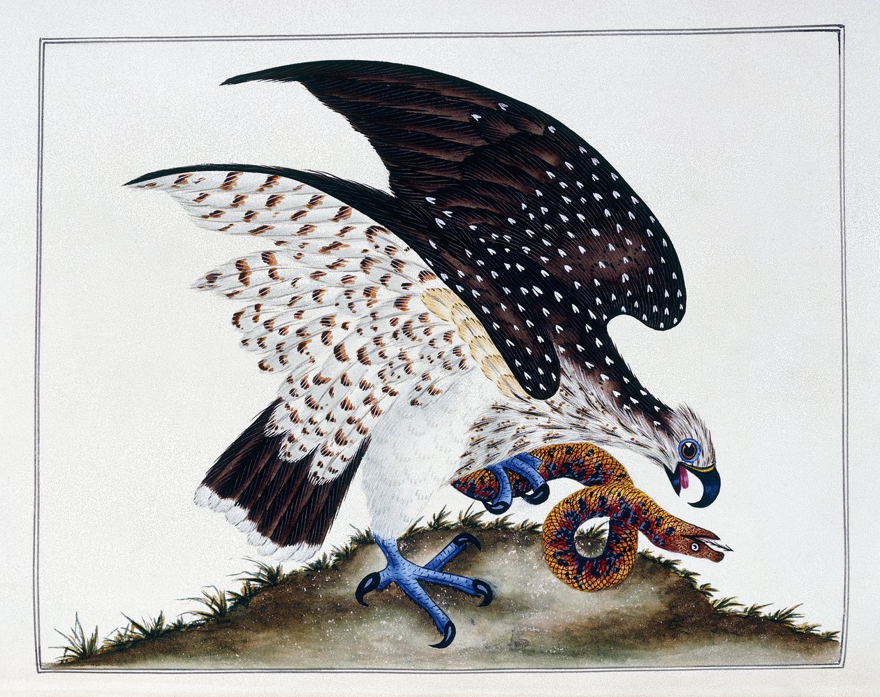 Raubvogel mit Schlange, 1808-21 von Charles Hayes