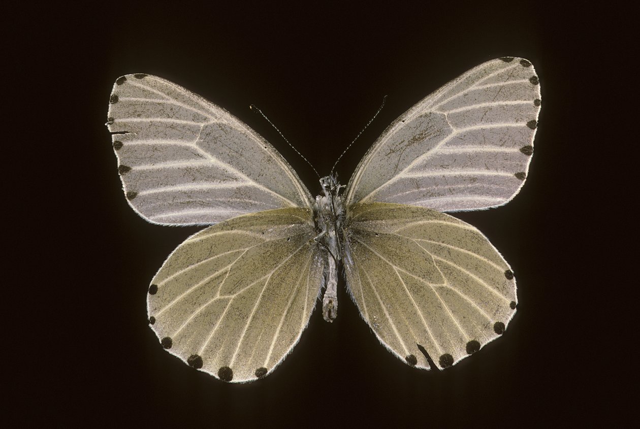 Mylothris humblot von Augustus Kollner