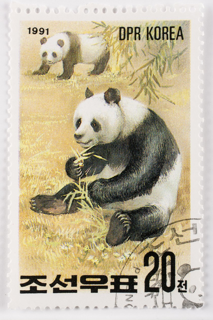 Briefmarke/Nordkorea/Ailuropoda melanoleuca/Großer Panda von Augustus Kollner
