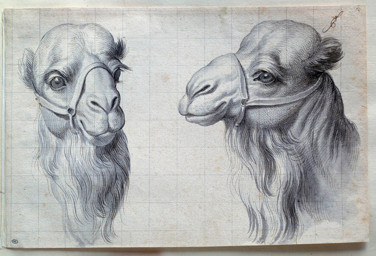 Studien von zwei Kamelköpfen von Charles Le Brun
