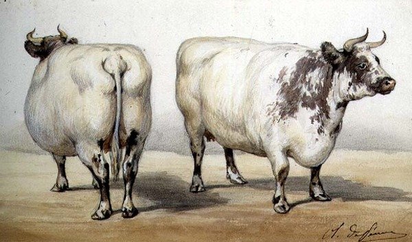 Studie von zwei Langhornkühen von Charles Oliver de Penne