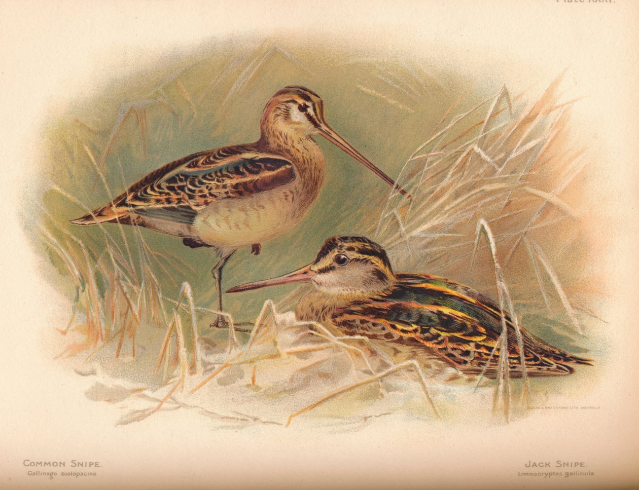 Bekassine Gallinago scolopacina, Zwergschnepfe Limnocryptes gallinula von Charles Whymper
