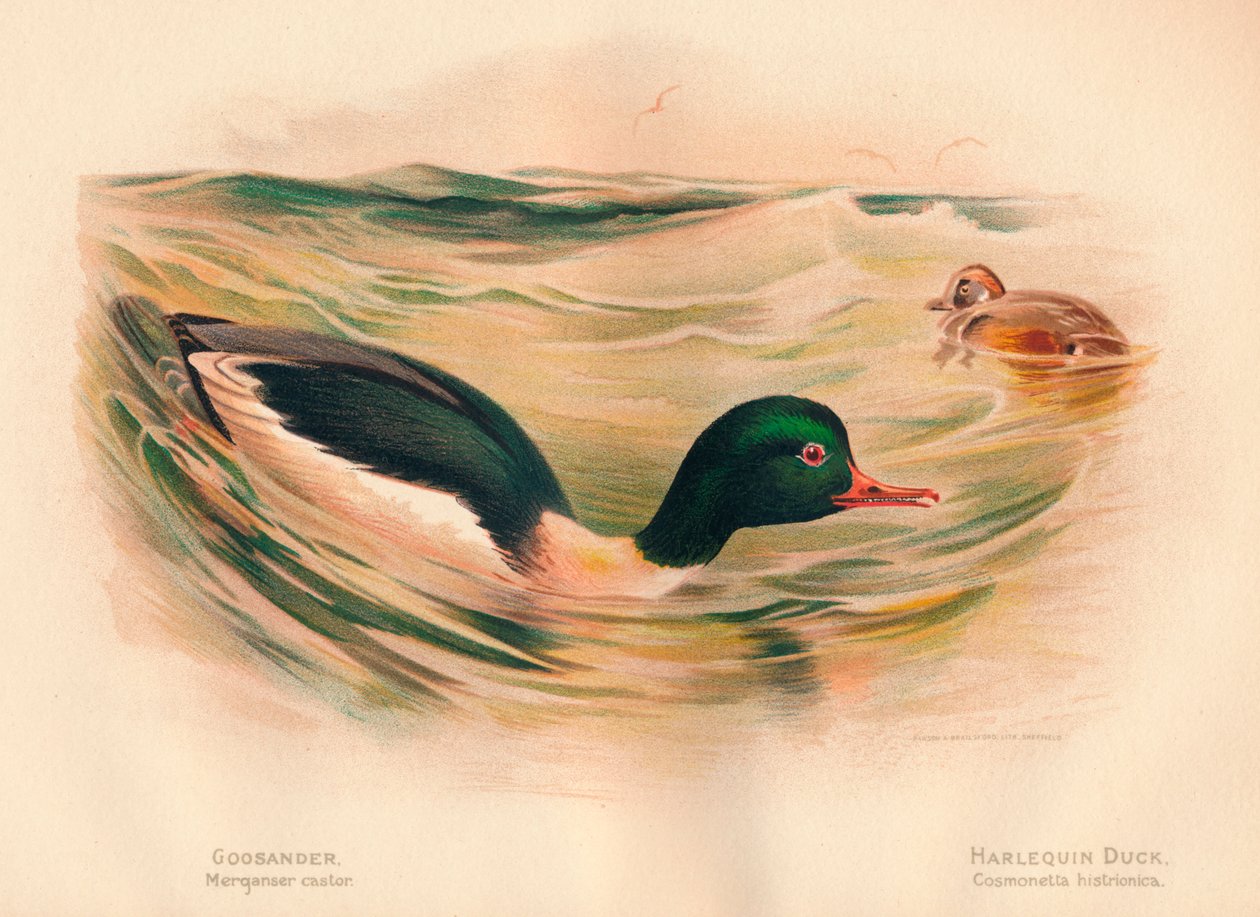 Gänsesäger Merganser castor, Harlekinente Cosmonetta histrionica von Charles Whymper