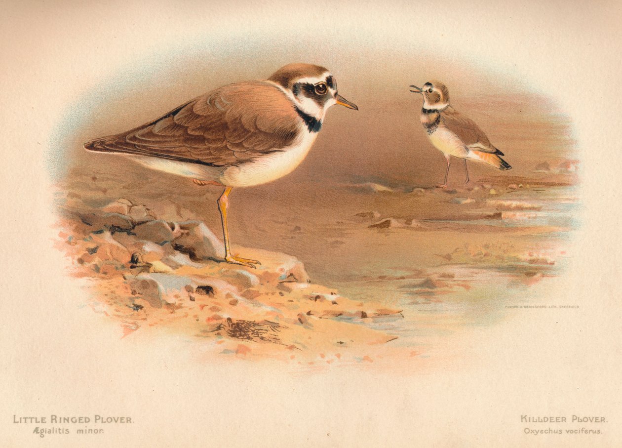 Flussregenpfeifer Aegialitis minor, Kiebitzregenpfeifer Oxyechus vociferus, 1900 von Charles Whymper