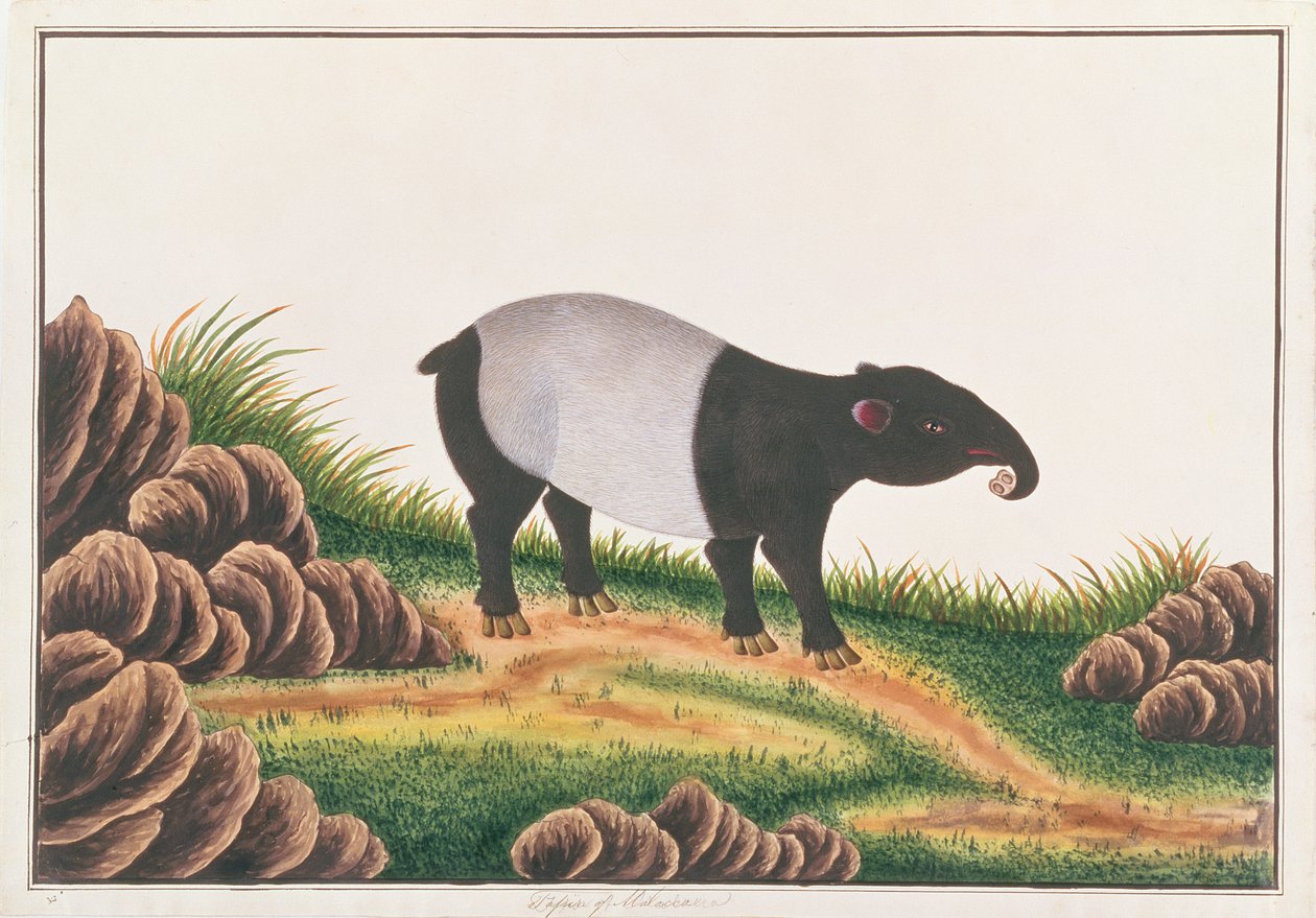 Malaiischer Tapir, aus Zeichnungen von Tieren, Insekten und Reptilien aus Malakka, ca. 1805-18 von Chinese School